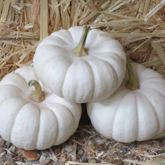 White Pumpkin